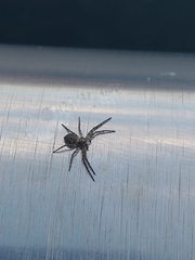 Philodromus