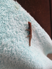 Gonatodes albogularis albogularis