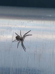 Philodromus