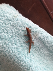 Gonatodes albogularis albogularis