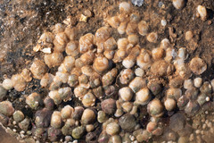 Heteranomia squamula