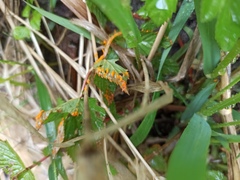 Triphragmium ulmariae