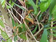 Triphragmium ulmariae