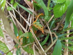Triphragmium ulmariae