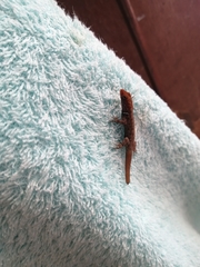 Gonatodes albogularis albogularis