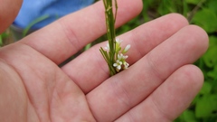 Arabis pycnocarpa adpressipilis