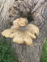 Cerioporus squamosus