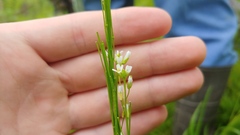 Arabis pycnocarpa adpressipilis