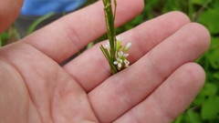Arabis pycnocarpa adpressipilis