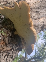 Cerioporus squamosus