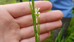 Arabis pycnocarpa adpressipilis