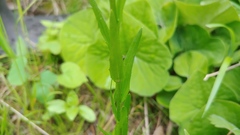 Arabis pycnocarpa adpressipilis