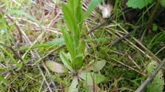 Arabis pycnocarpa adpressipilis