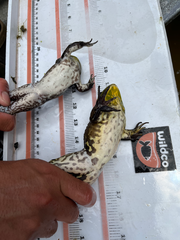Lithobates catesbeianus