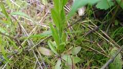 Arabis pycnocarpa adpressipilis
