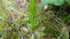 Arabis pycnocarpa adpressipilis