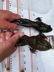 Lithobates catesbeianus