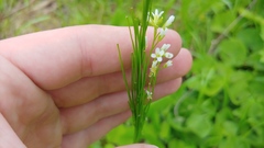 Arabis pycnocarpa adpressipilis