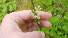 Arabis pycnocarpa adpressipilis