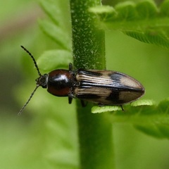 Selatosomus pulcher