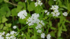 Valerianella umbilicata