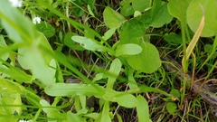 Valerianella umbilicata