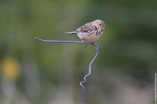 ľabtuška lúčna (Anthus pratensis)