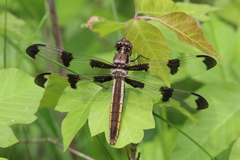 Libellula pulchella