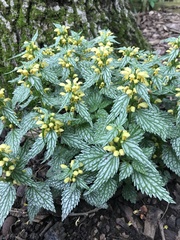 Lamium galeobdolon flavidum