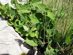 Aristolochia pallida