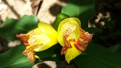 Costus pictus