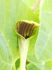 Aristolochia pallida