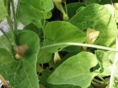 Aristolochia pallida