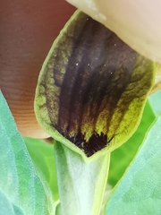 Aristolochia pallida