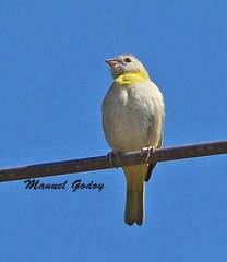 Sicalis flaveola