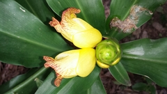 Costus pictus