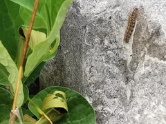 Aristolochia pallida