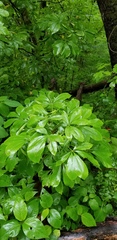 Aesculus glabra glabra
