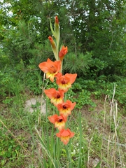 Gladiolus dalenii