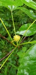 Aesculus glabra glabra