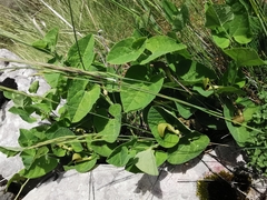 Aristolochia pallida
