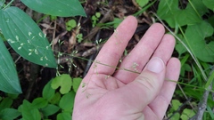 Poa sylvestris