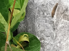 Aristolochia pallida