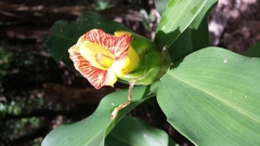 Costus pictus
