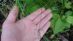 Poa sylvestris