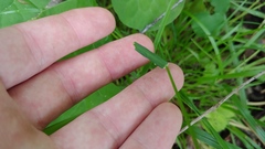 Poa sylvestris