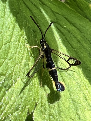 Dogwood Borer Moth photo 2