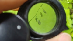 Poa sylvestris