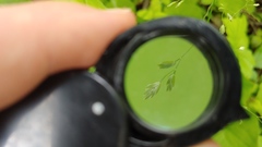 Poa sylvestris