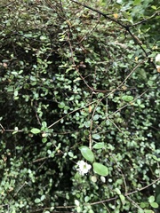 Neomyrtus pedunculata